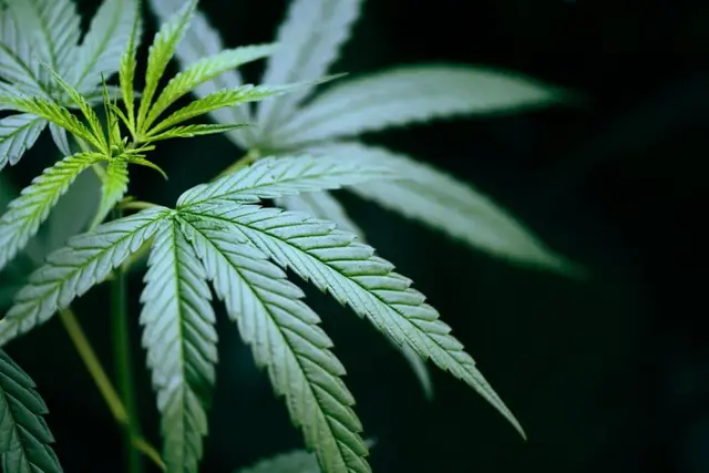 Kristalle, Kräuter, Cannabinoide: Die Schnittstelle zwischen Esoterik und Wissenschaft
