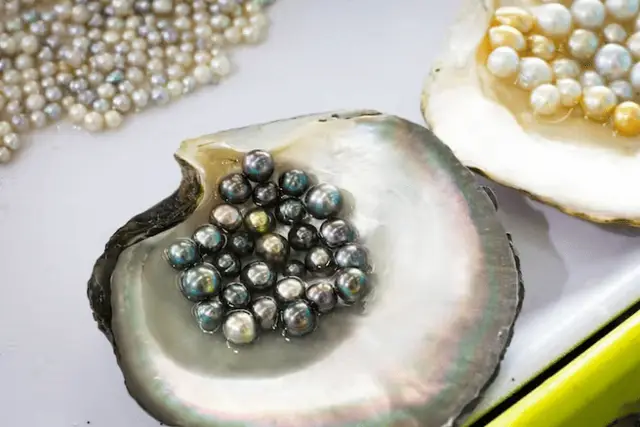 Perlmutt - Schutz für Mollusken und Schmuck für den Menschen
