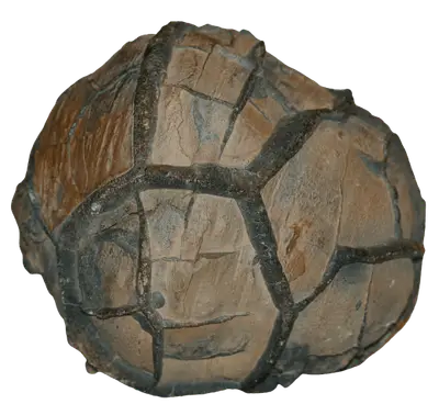 Septarie - Heilstein
