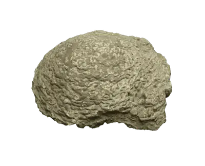 Stromatolith - Heilstein